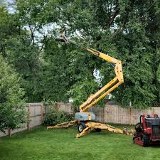 How Our Tree Care Process Works  in Poulsbo, WA